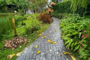 ตัวผลงานคอนกรีตพิมพ์ลาย ลาย EuropeanCobble Garden Aisle Fall tree